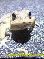 /home//u458753944/public_html/sourcegallery//Roxborough Toad Detour/2022/2022-03-17/P3170878.JPG